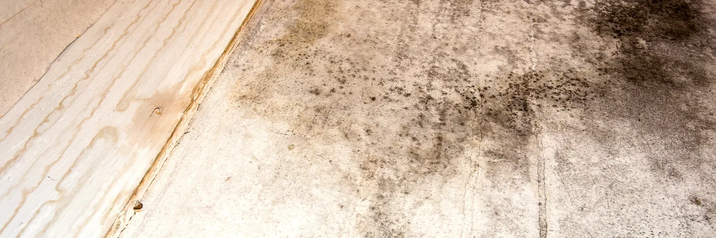 Heavy dark mould growth spreading across the corner where a cream ceiling meets a pale wooden edge.